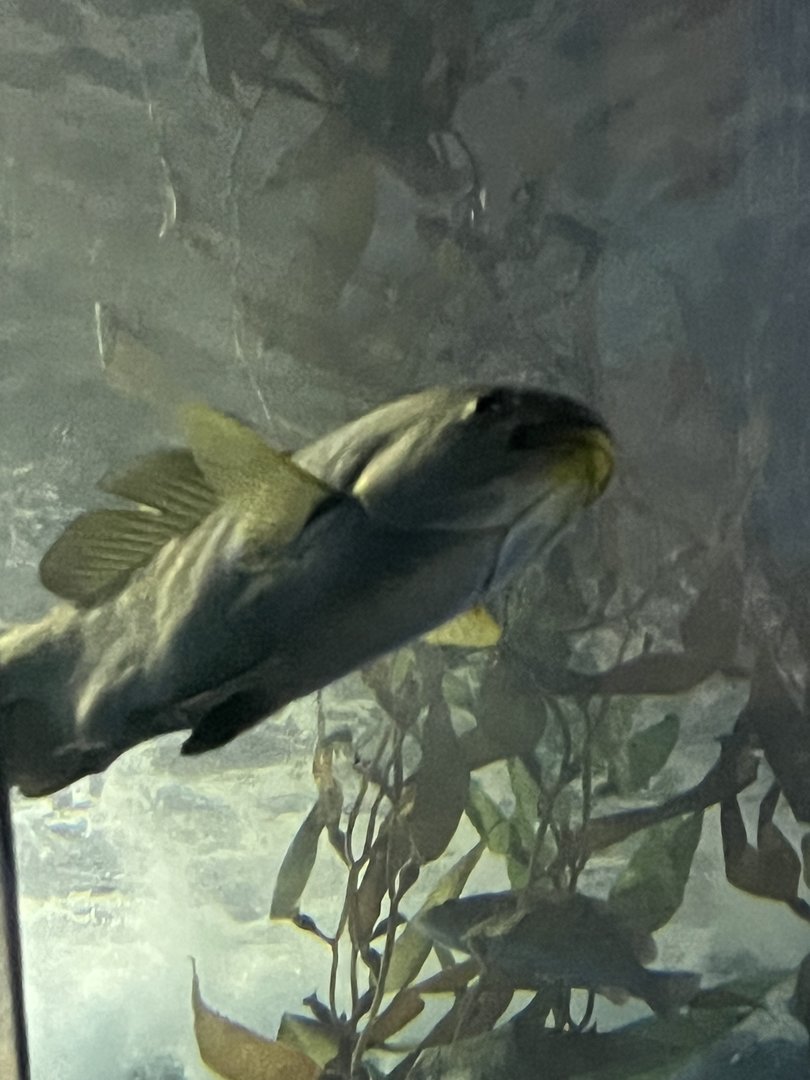 Fish ID