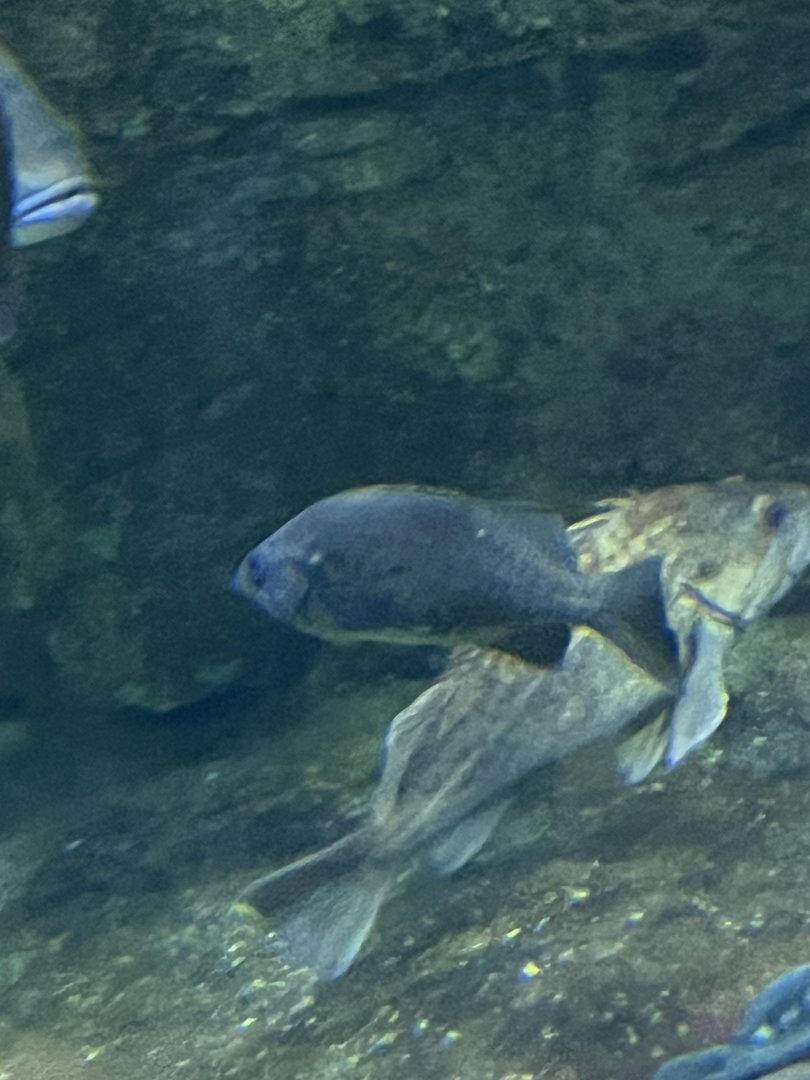 Fish ID