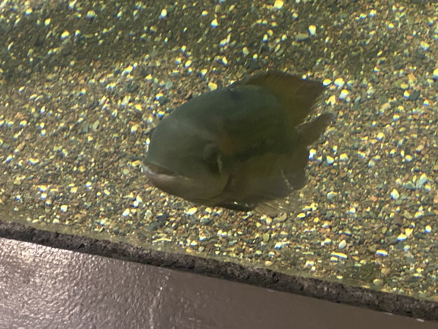 Fish ID?