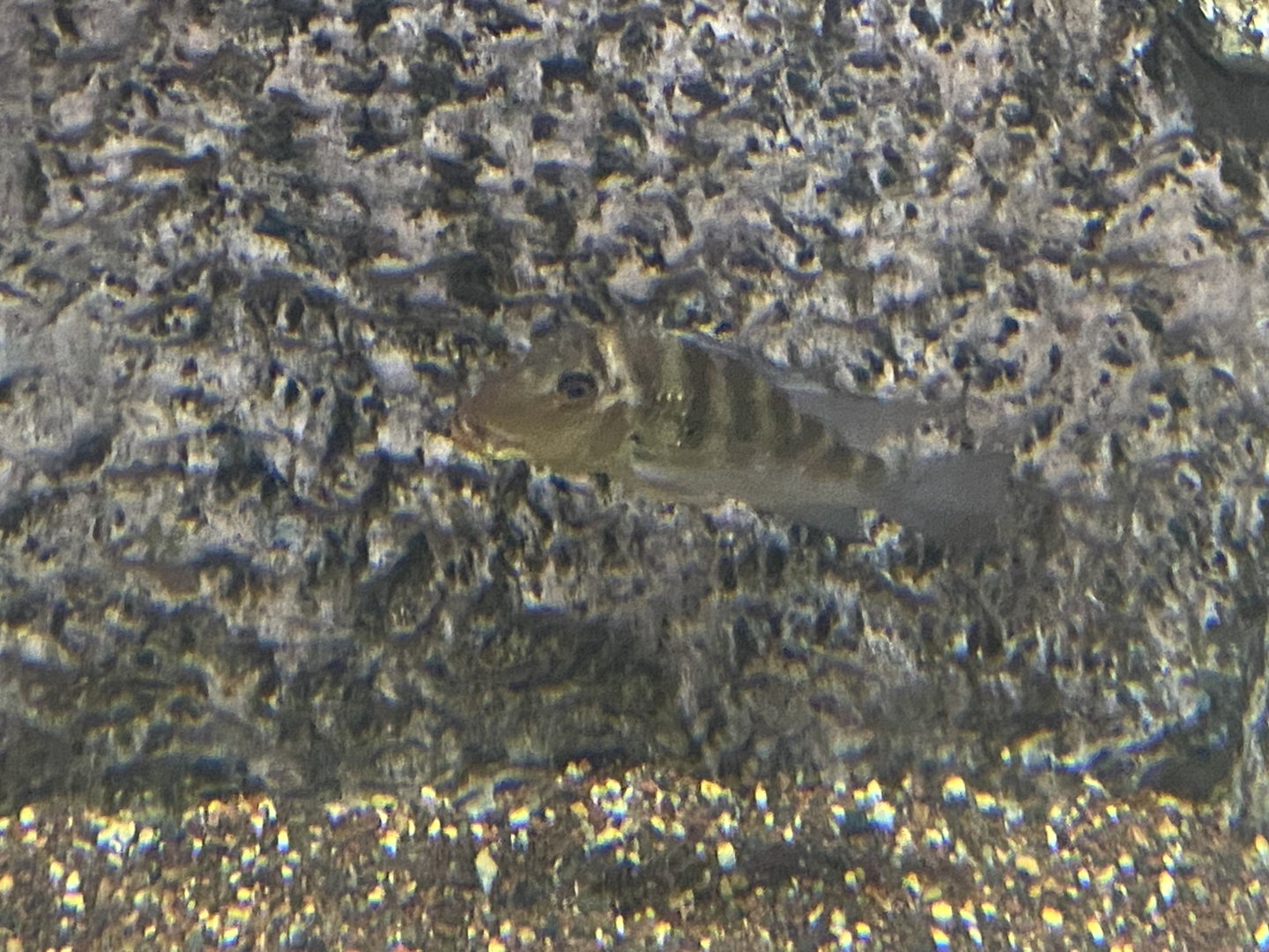 Fish ID?