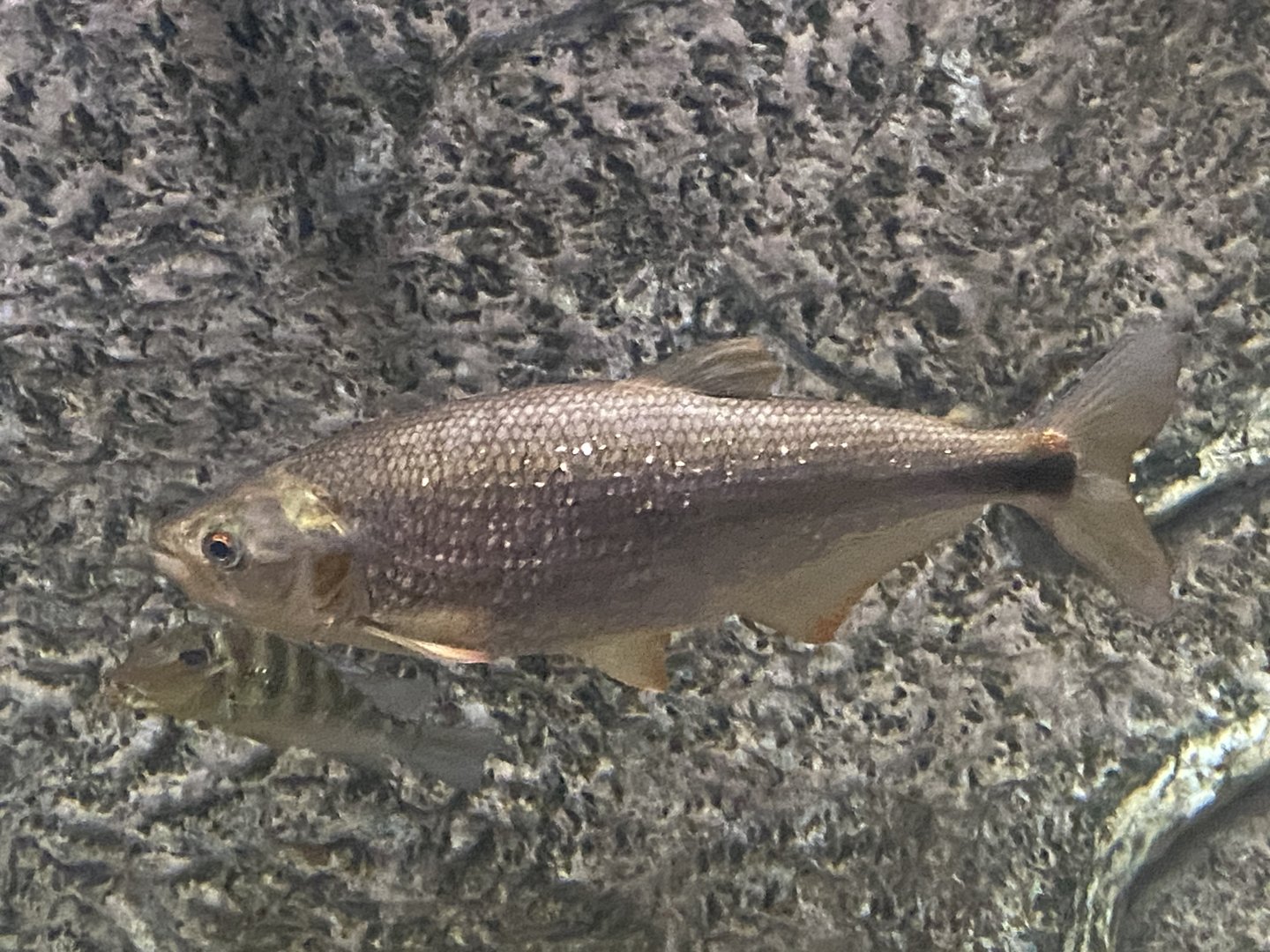 Fish ID?