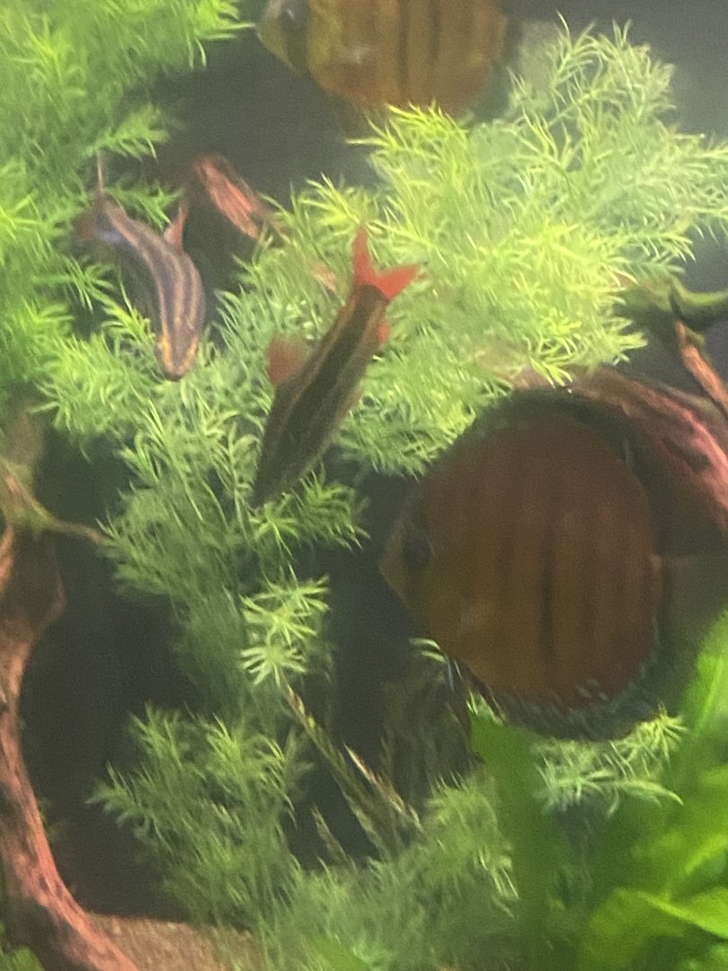 Fish ID?
