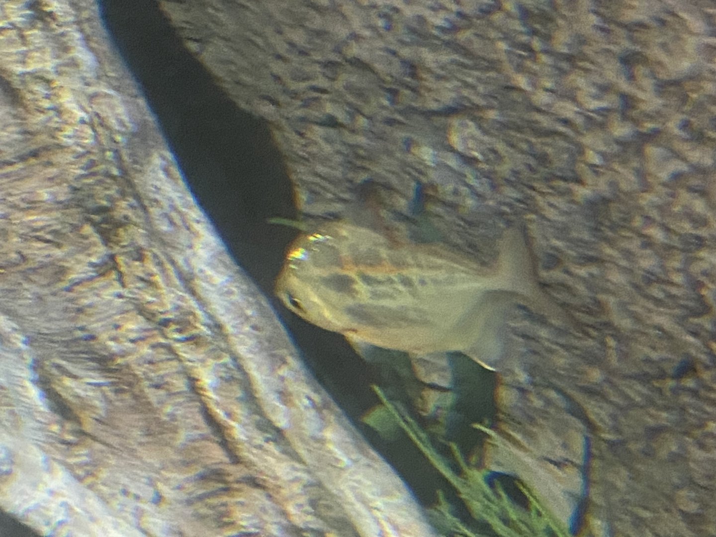 Fish ID?