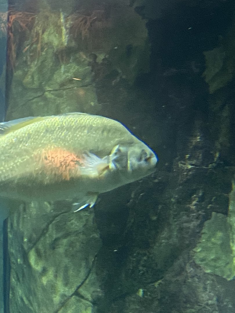 Fish ID?