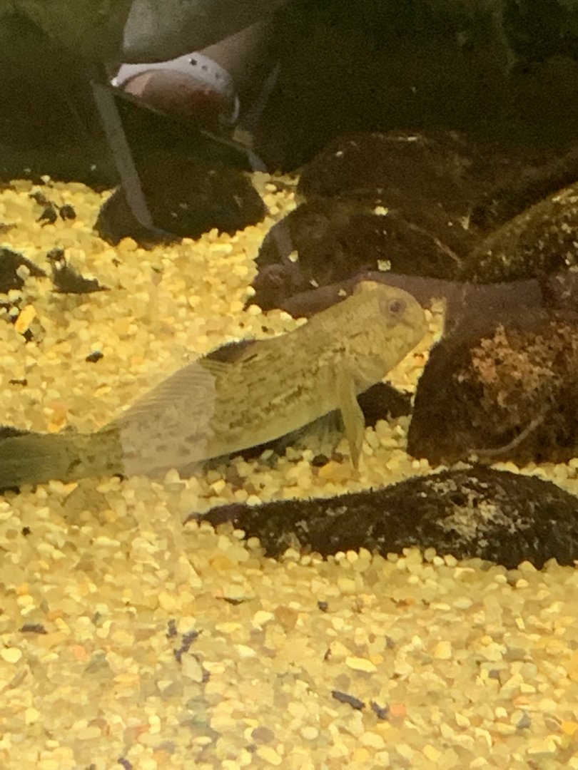 Fish ID?