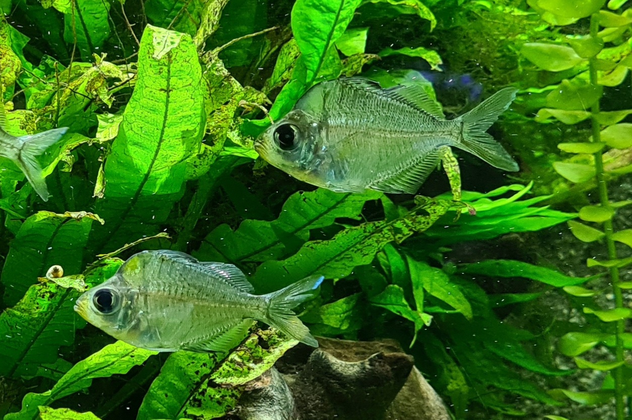 Fish ID