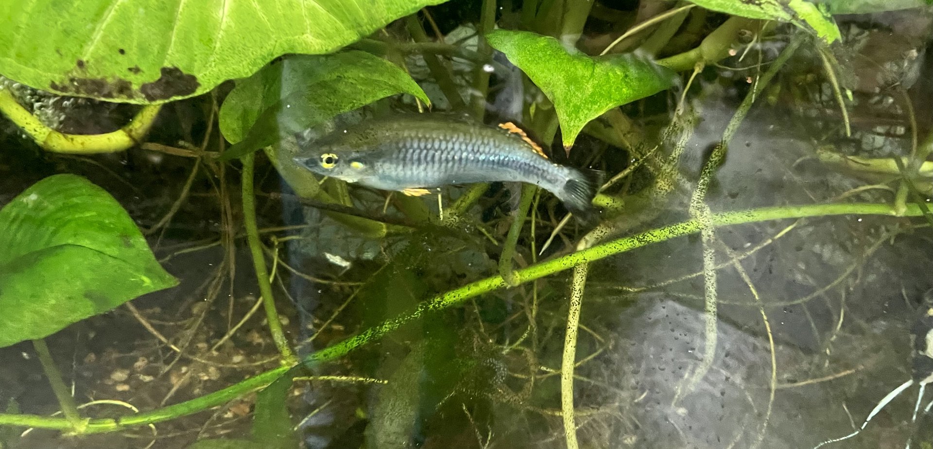 Fish ID?