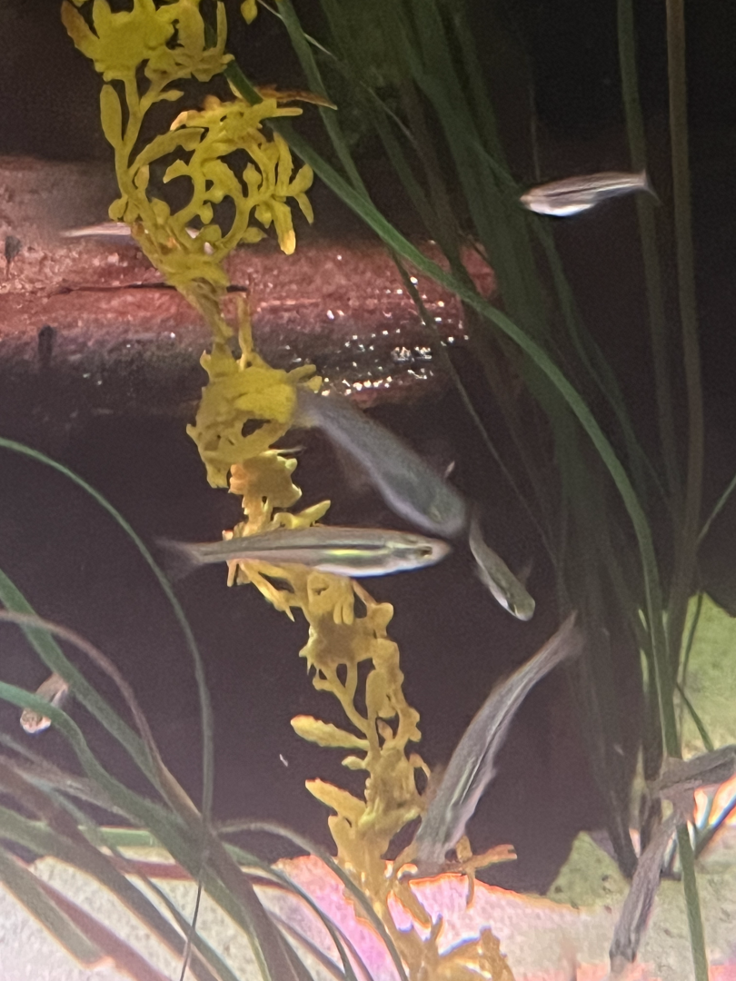 Fish ID