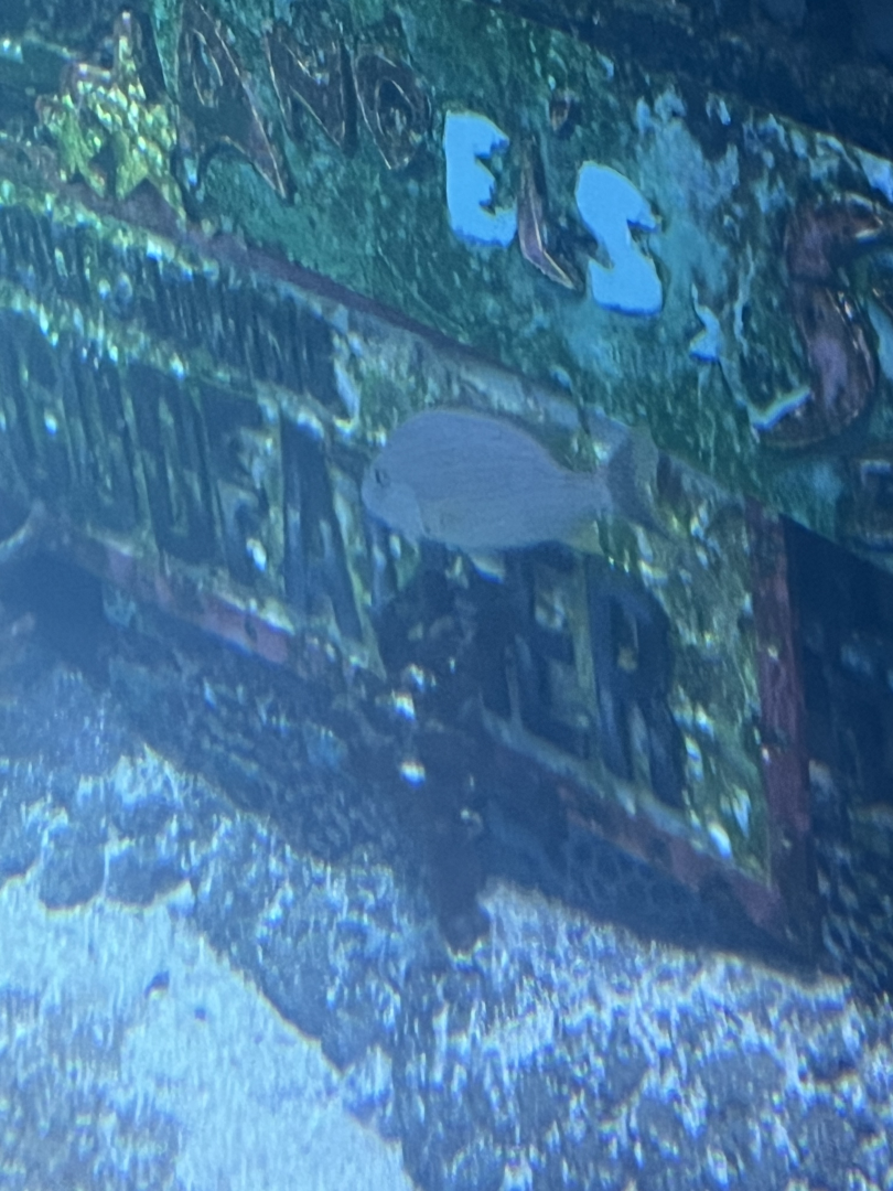 Fish ID