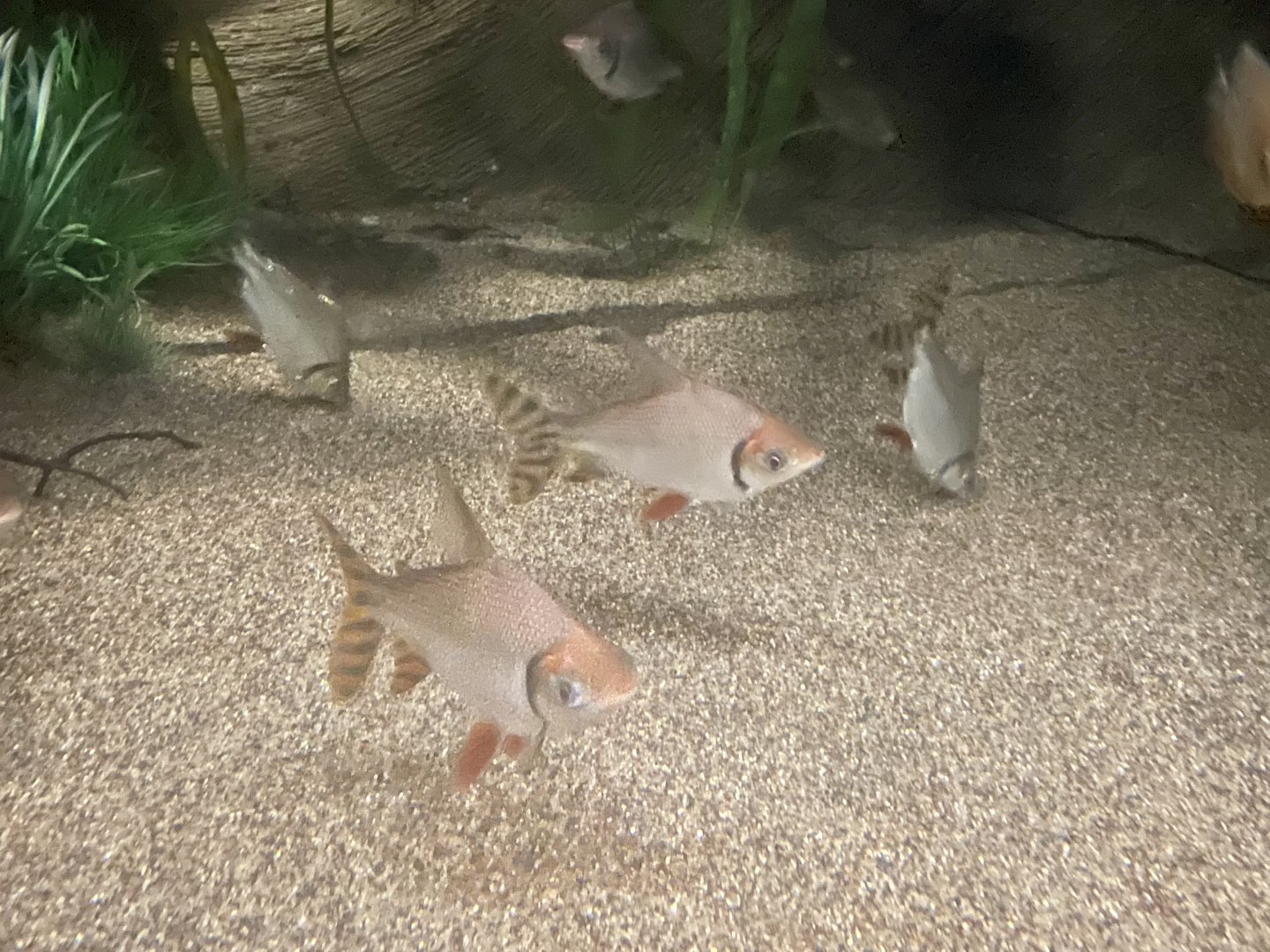 Fish ID?