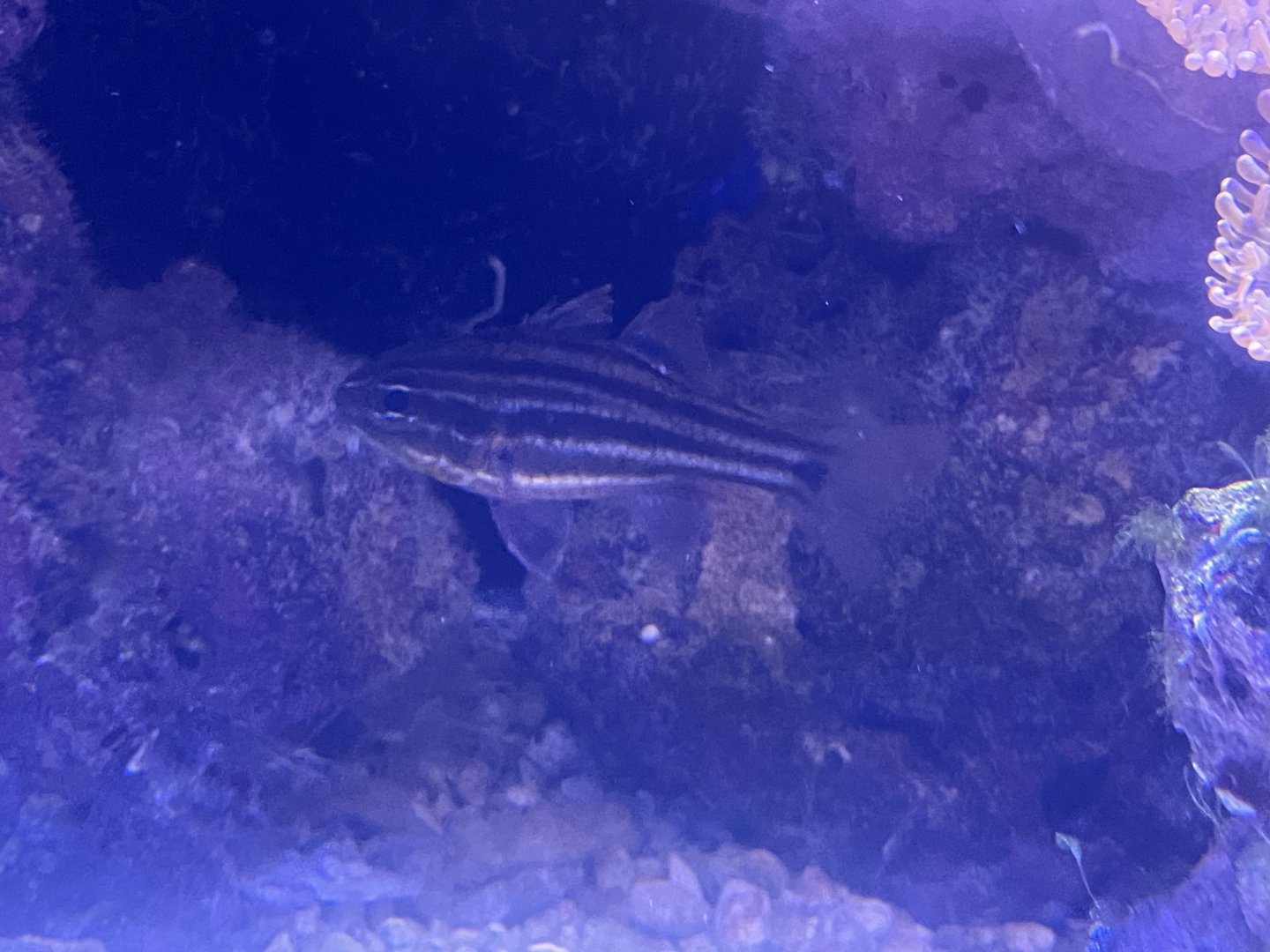 Fish ID?