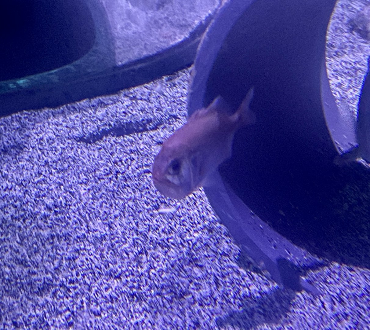 Fish ID?