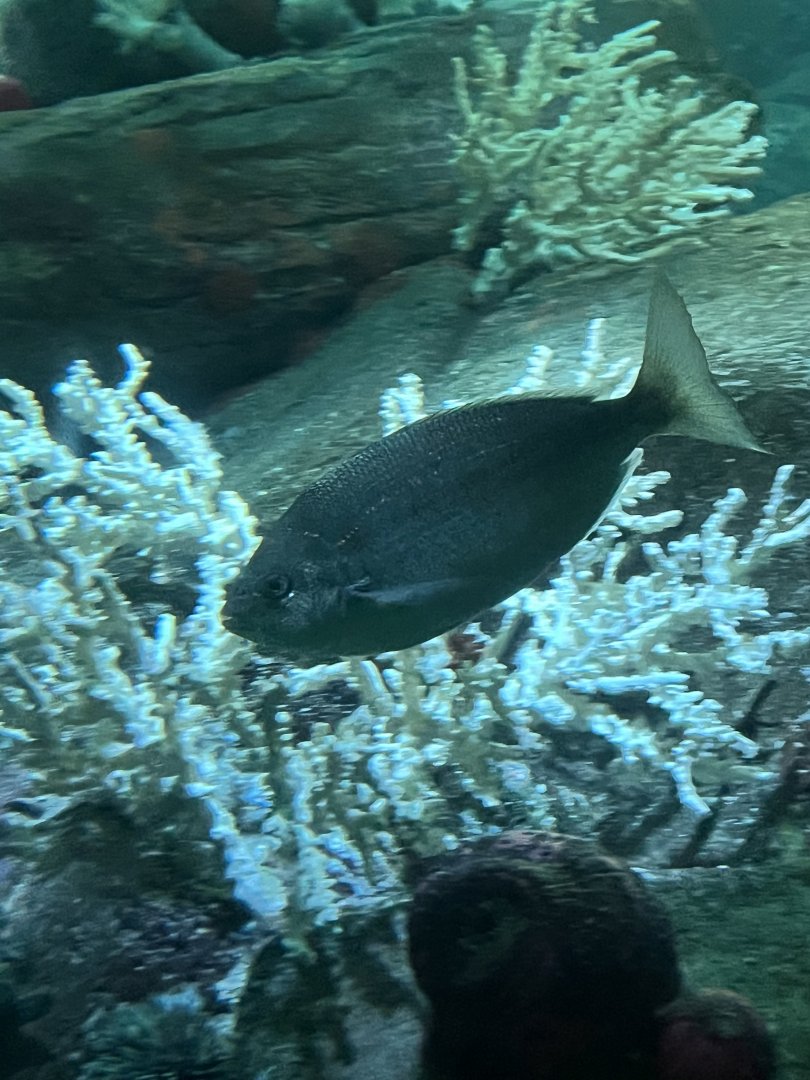 Fish ID