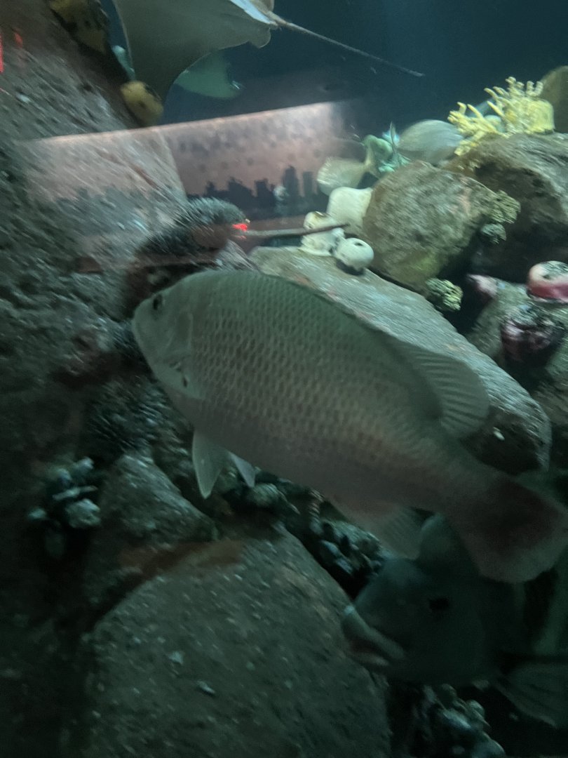 Fish ID