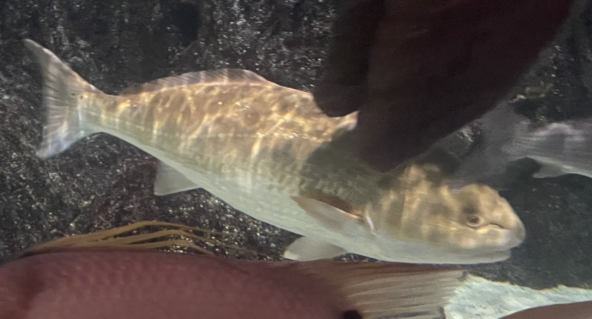 Fish ID?