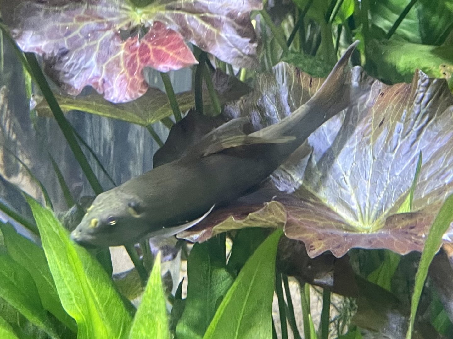 Fish ID?