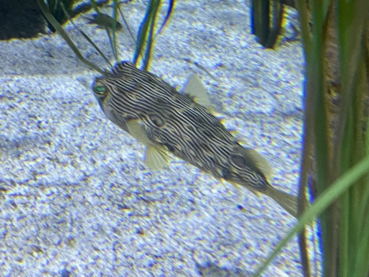 Fish ID?