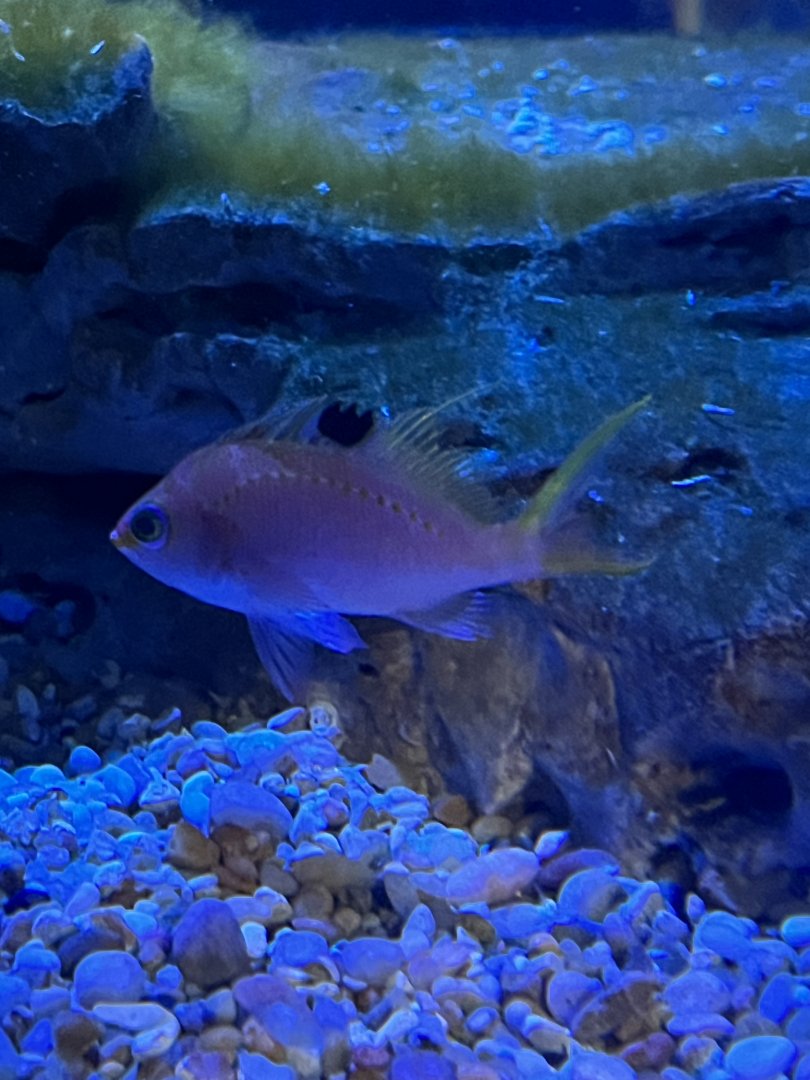 Fish ID
