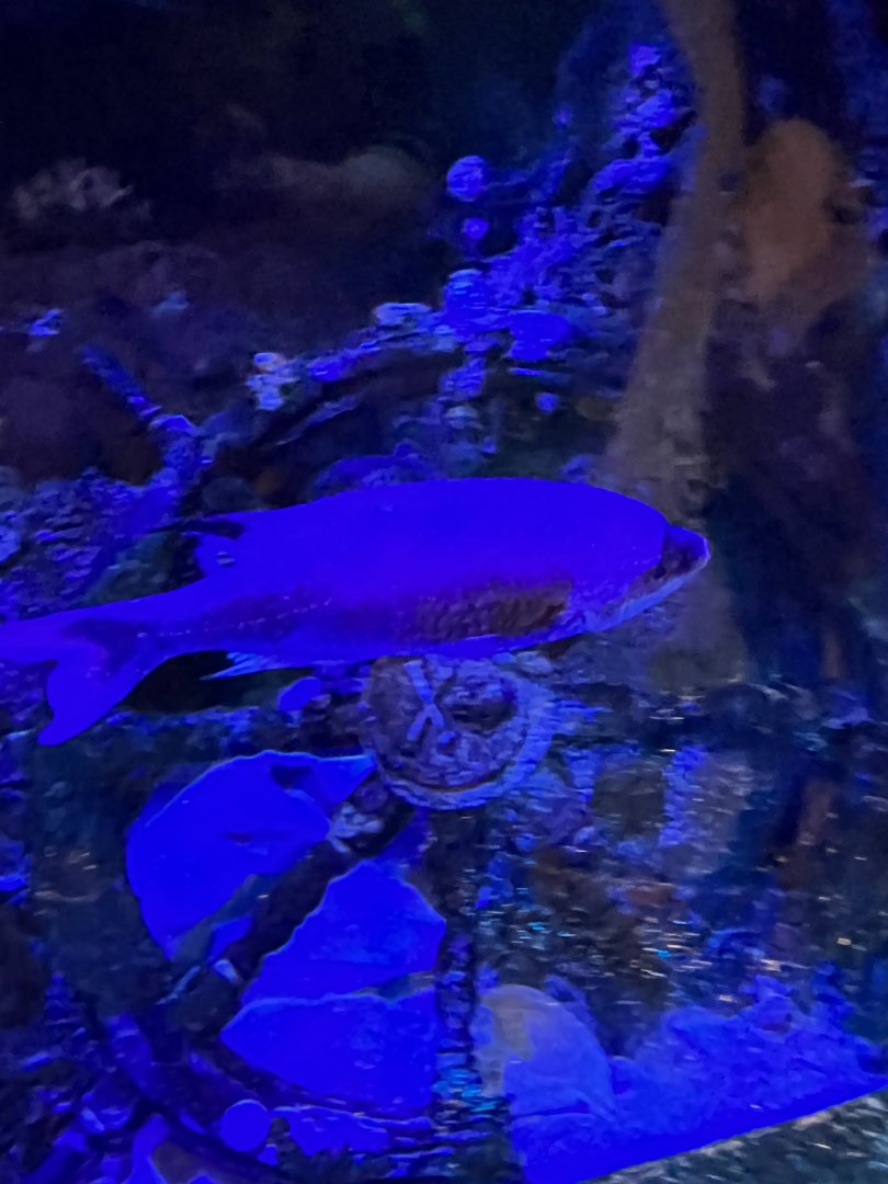 Fish ID