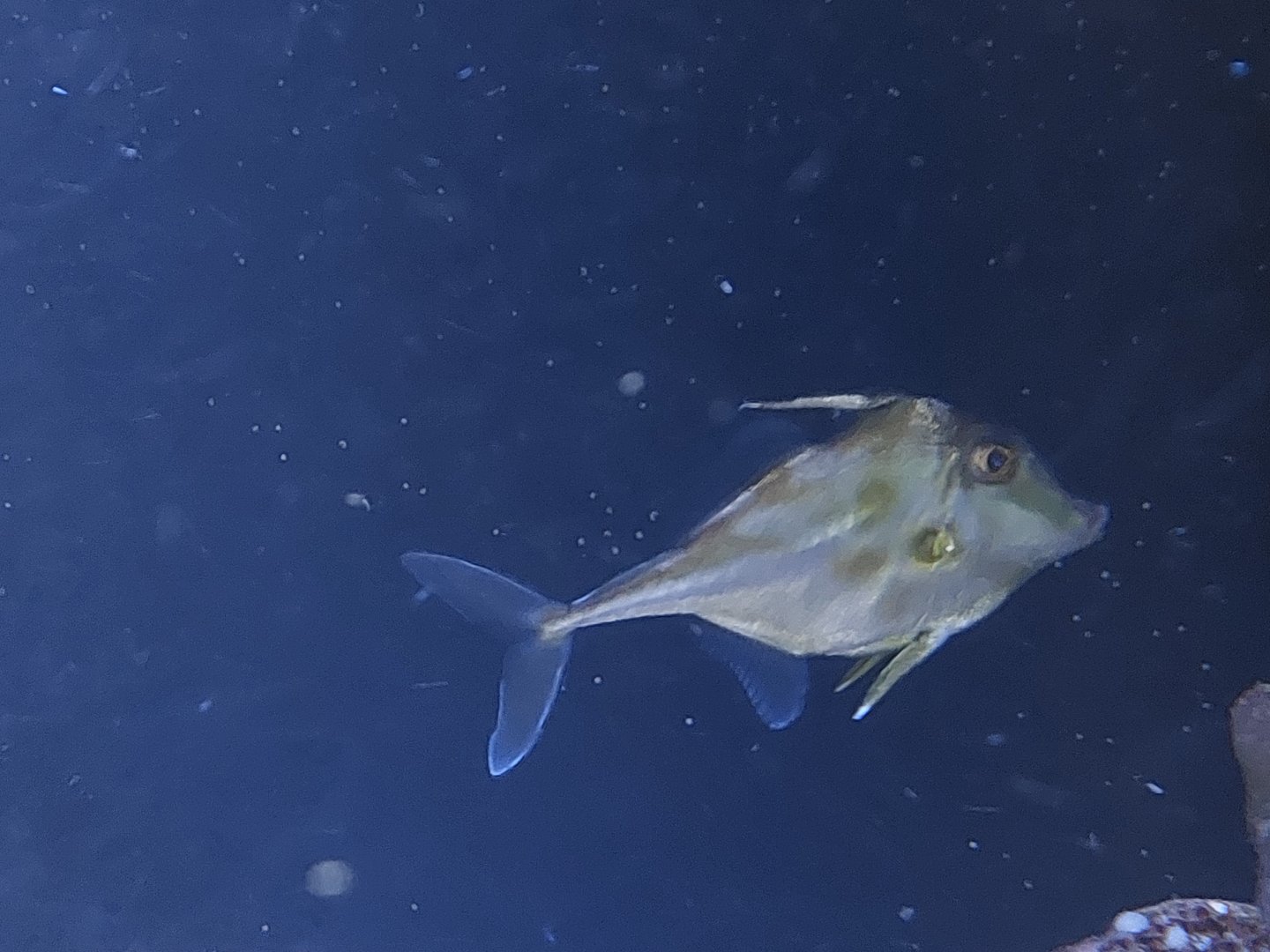 Fish ID?