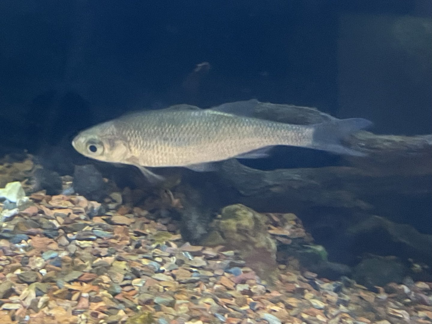 Fish ID?