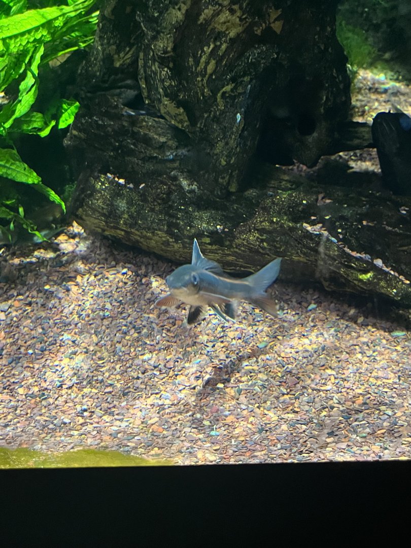 Fish ID