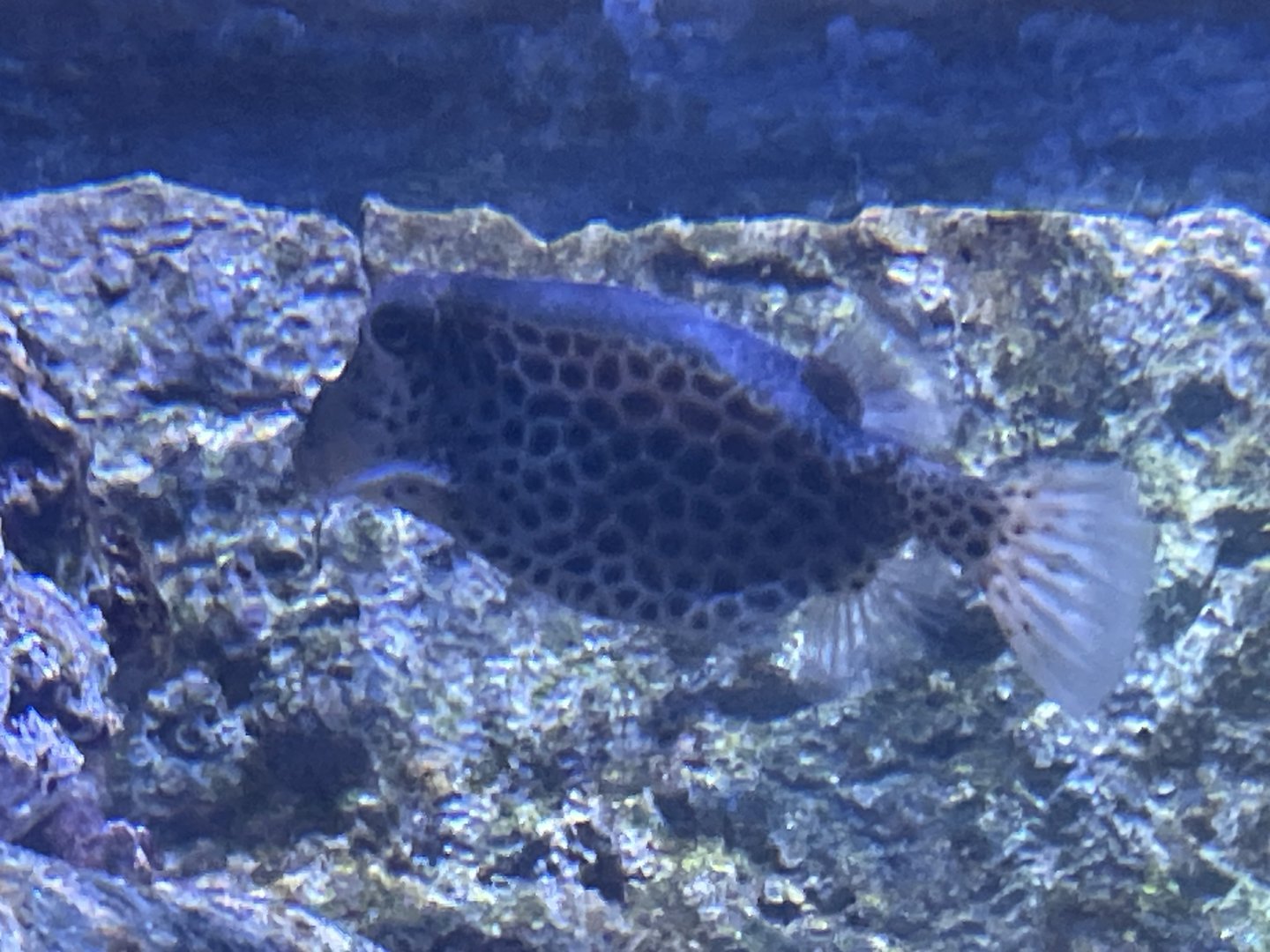 Fish ID?