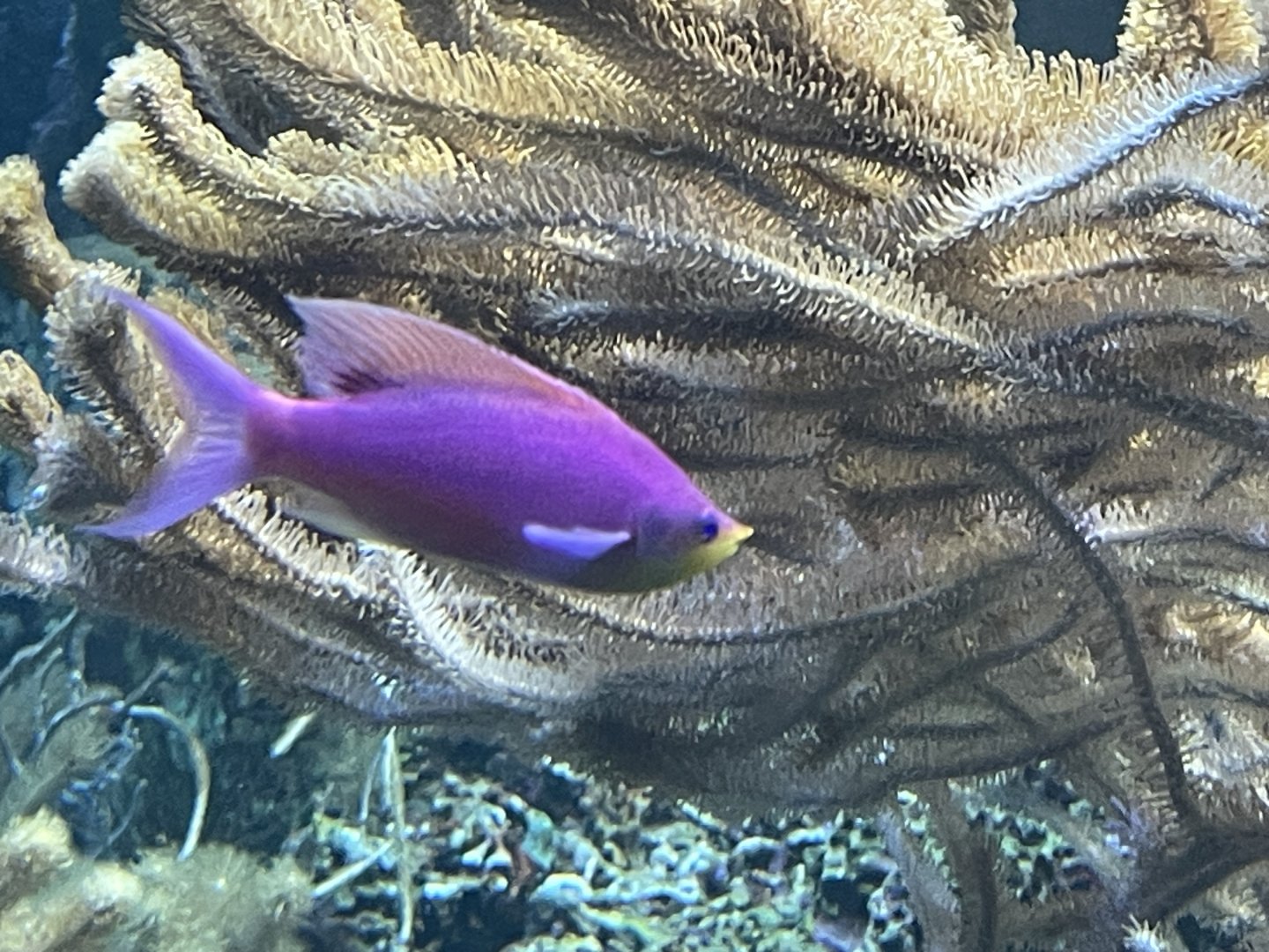 Fish ID?