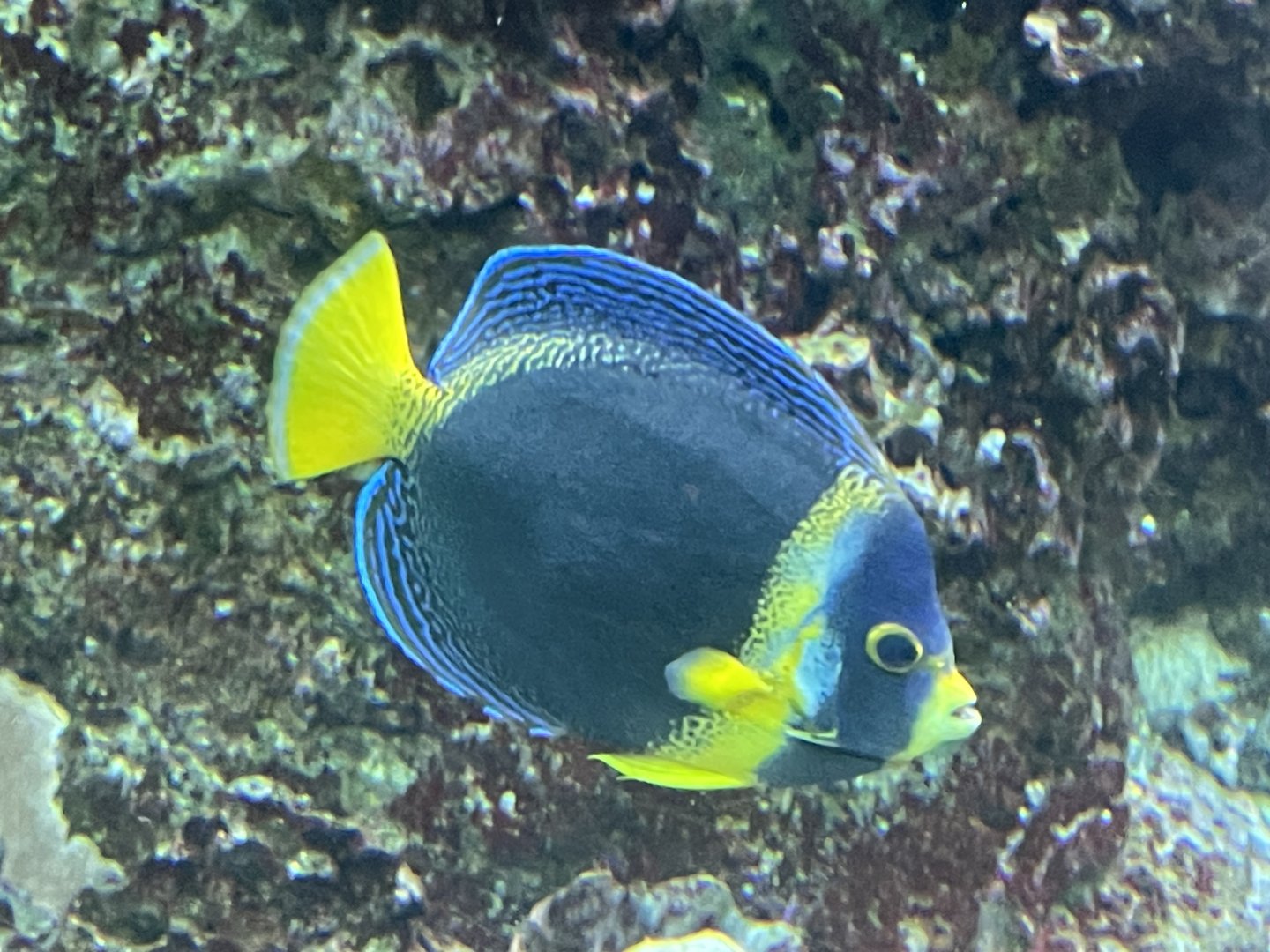 Fish ID?