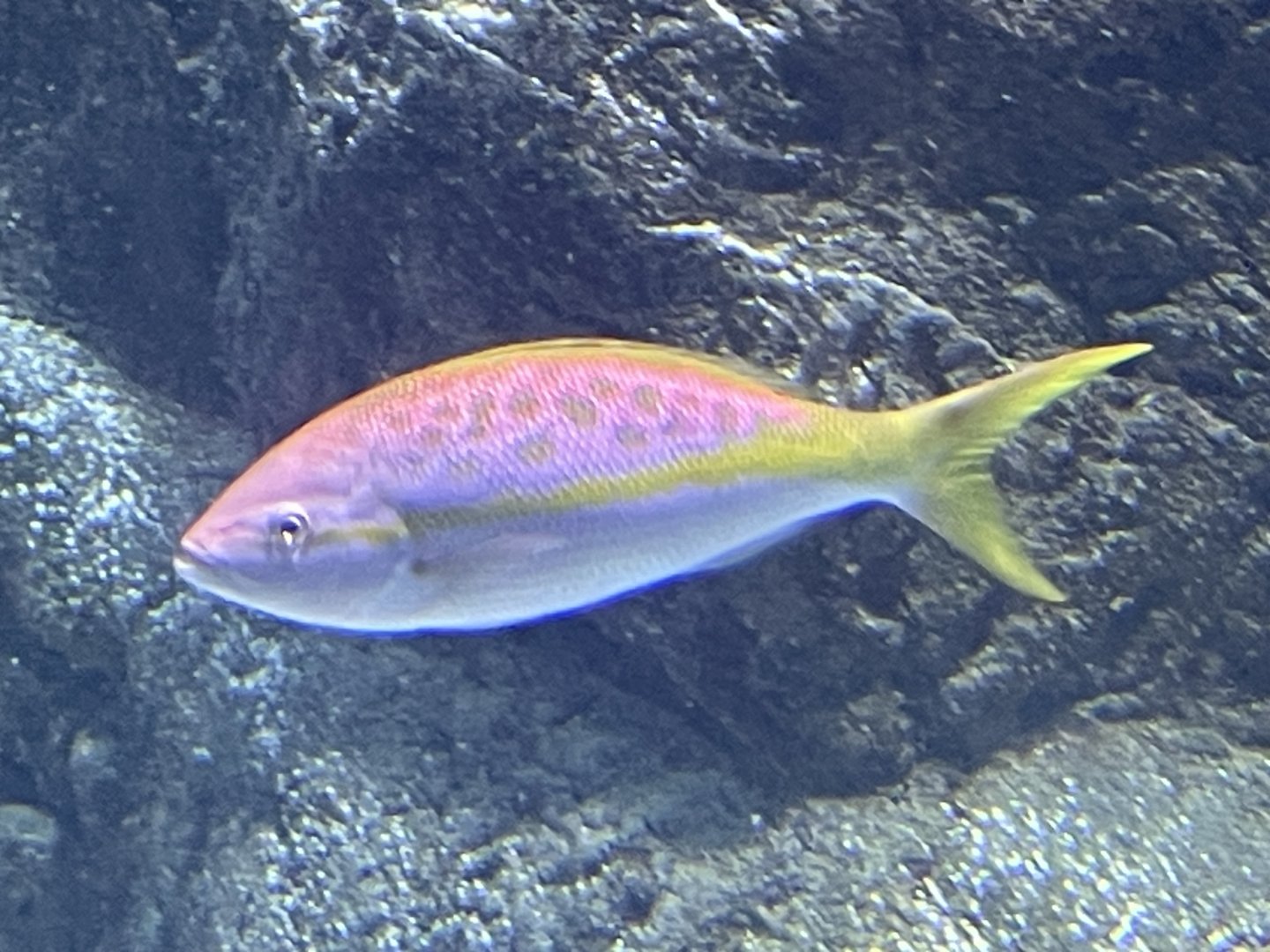 Fish ID?
