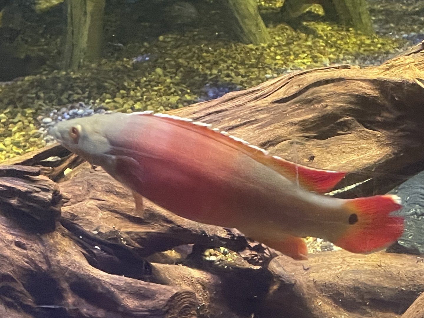Fish ID?