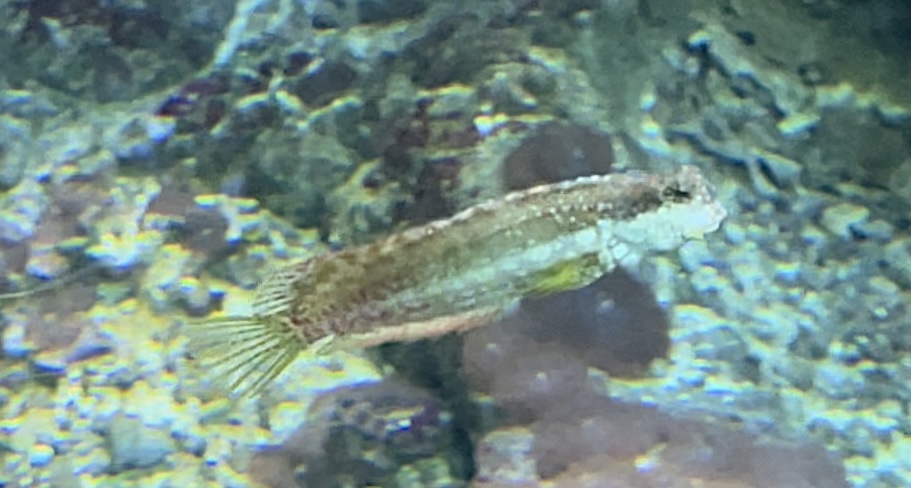 Fish ID?