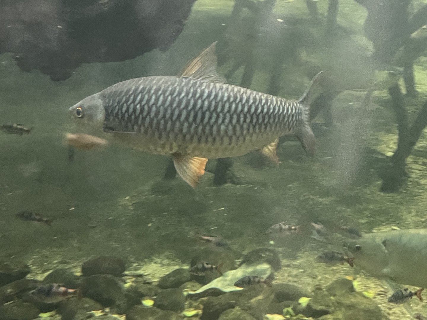 Fish ID?