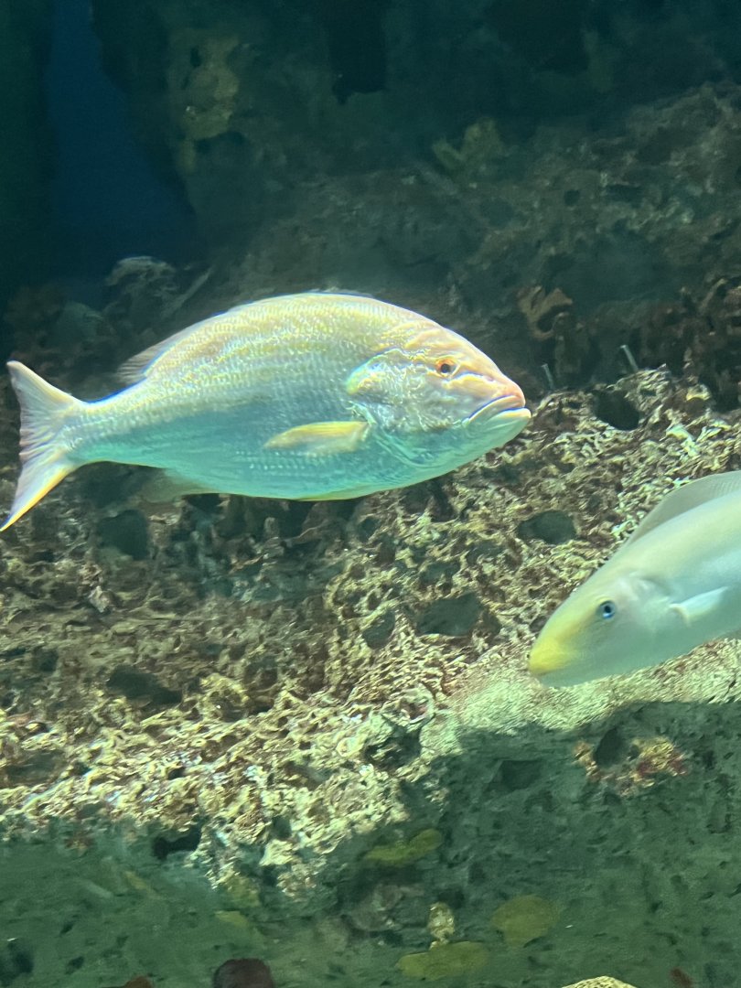 Fish ID