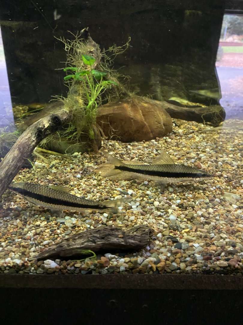 Fish ID?