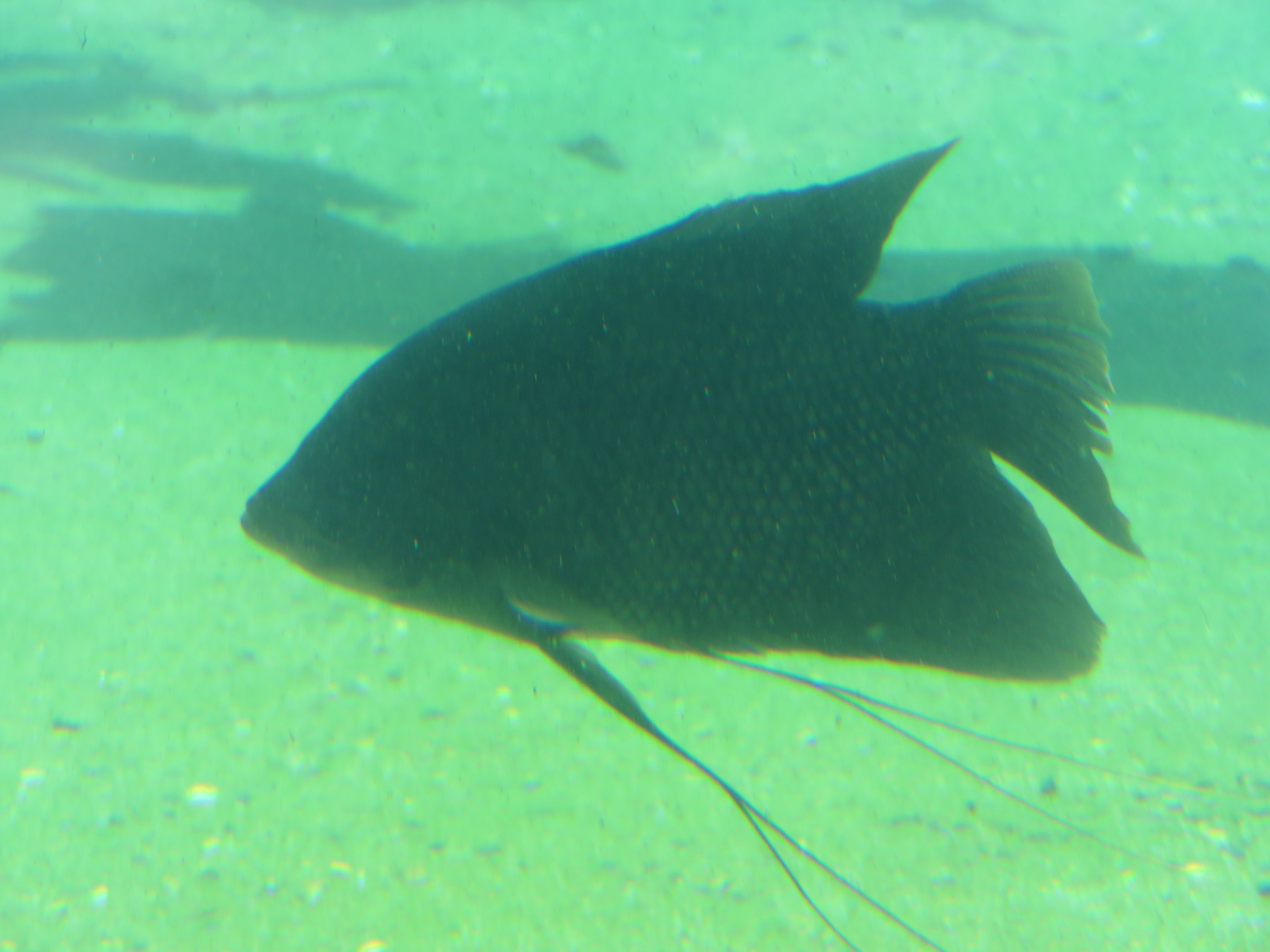 Fish ID