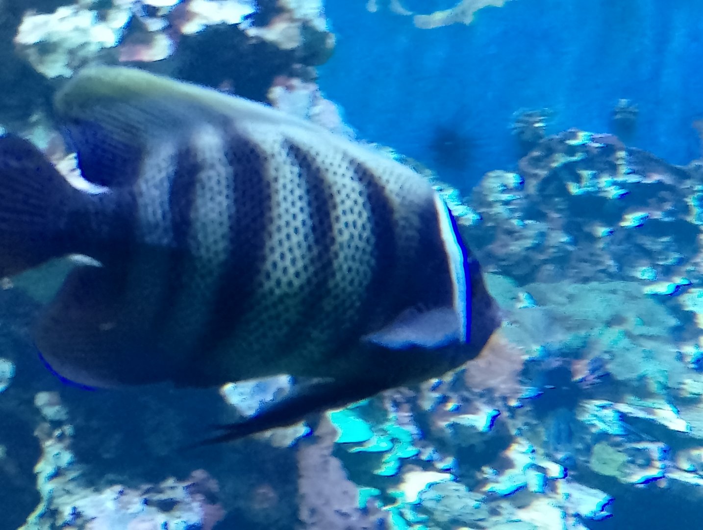 Fish ID?