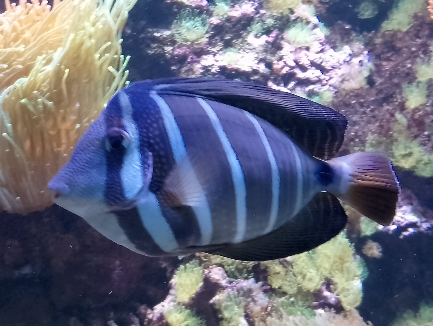 Fish ID?