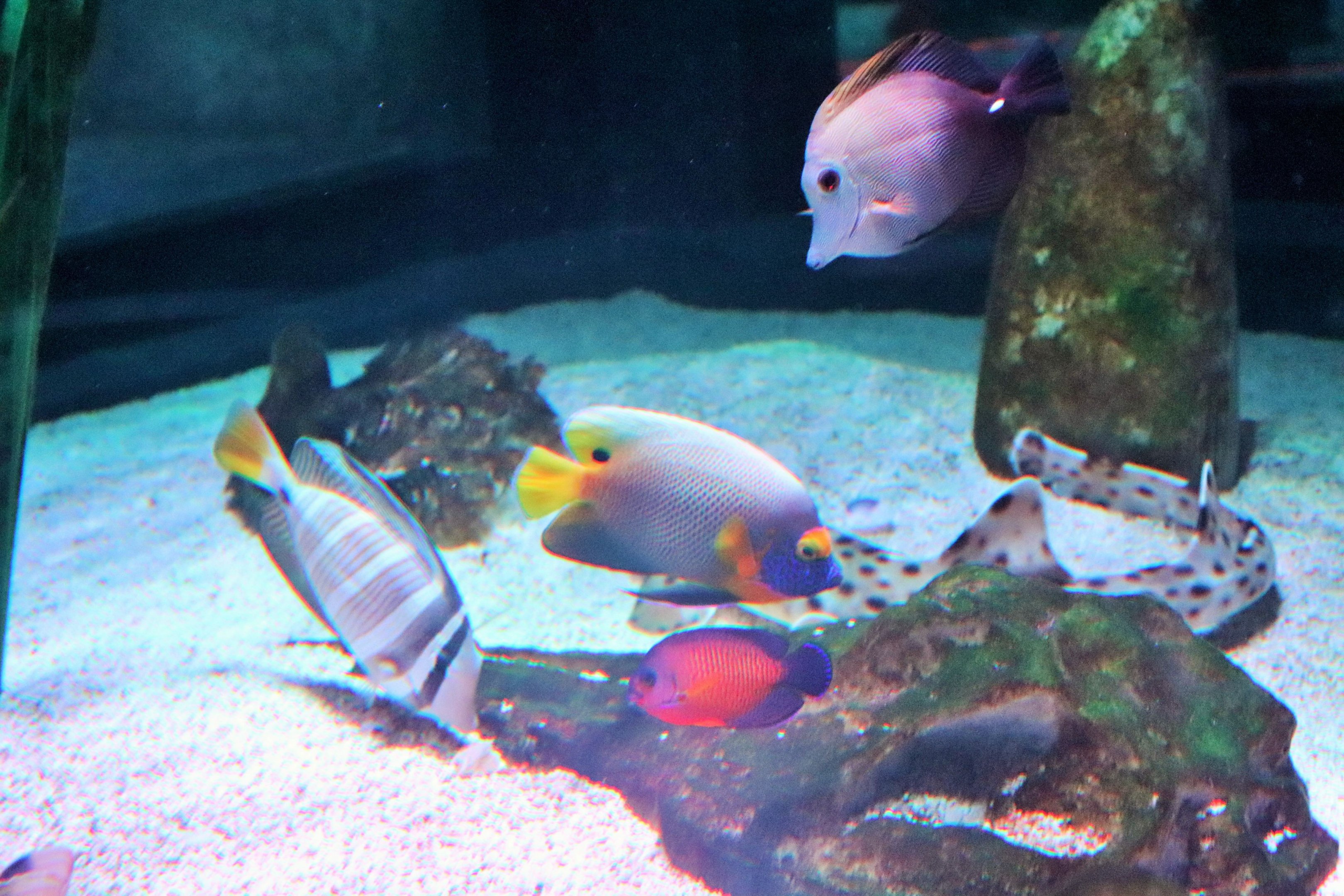 Fish IDs? Melbourne Aquarium