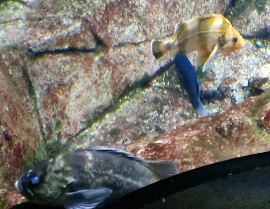 Fish IDs please? (Aquarium of the pacific)