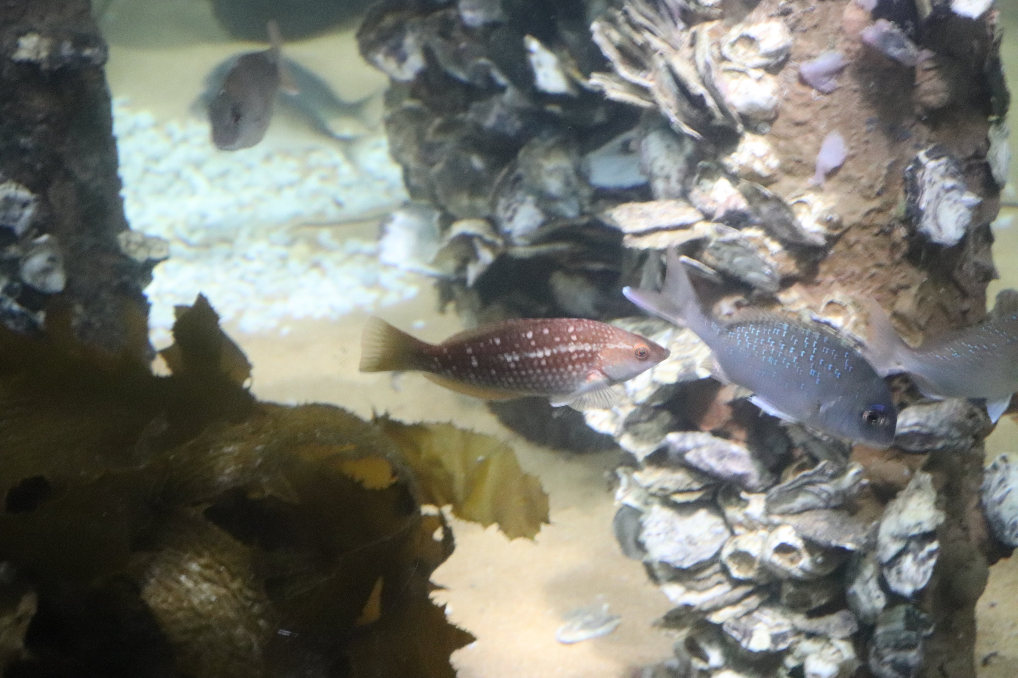 Fish IDs- SEA LIFE Sydney