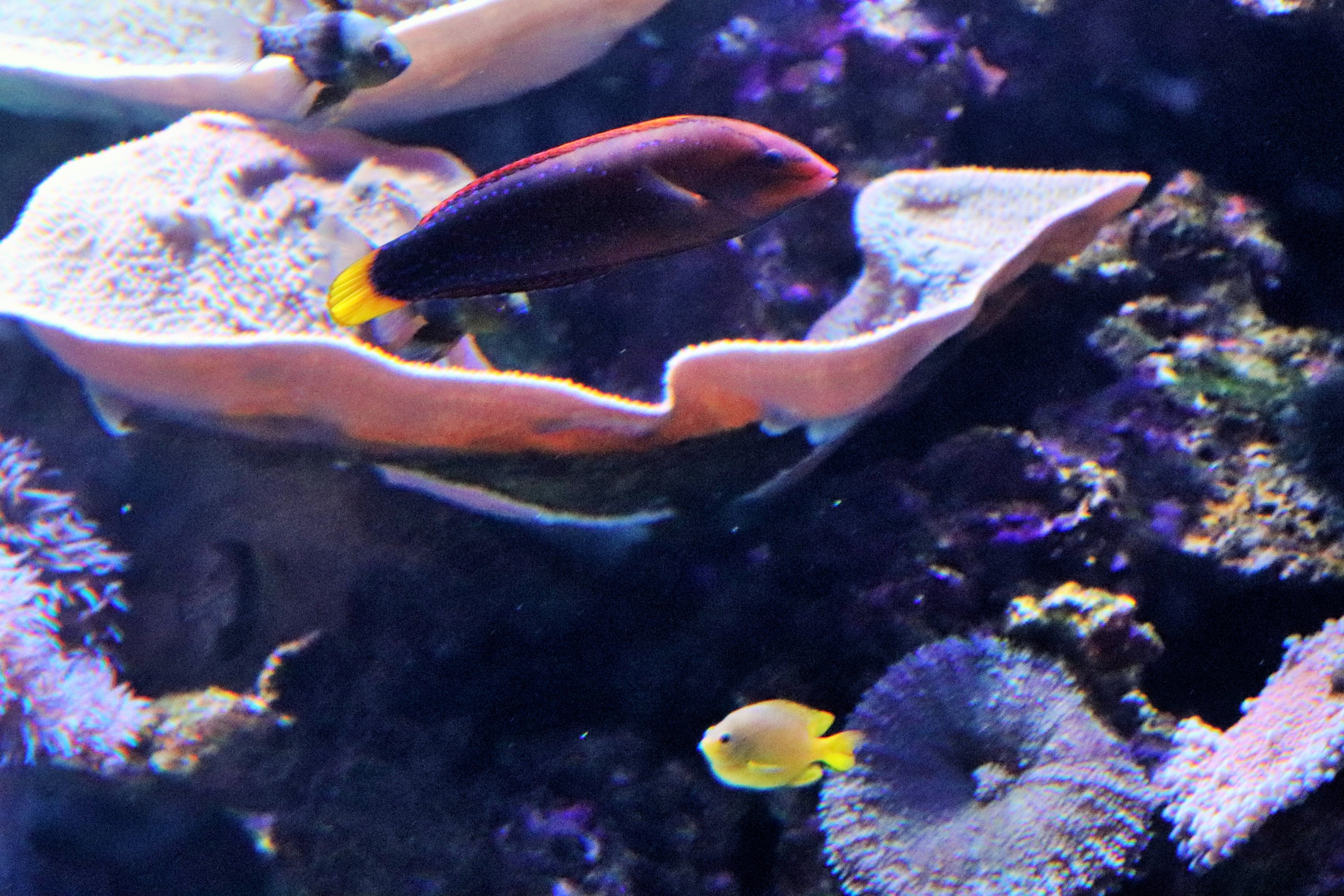 Fish IDs?