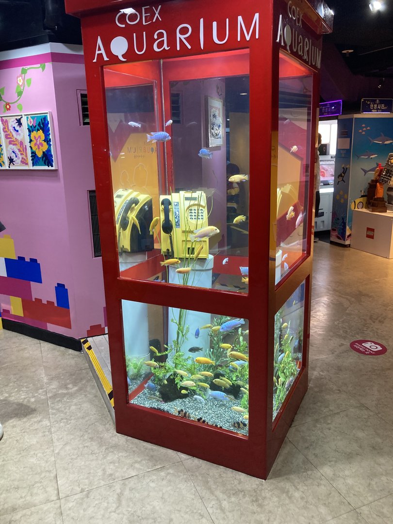 Fish in a (London?) telephone booth