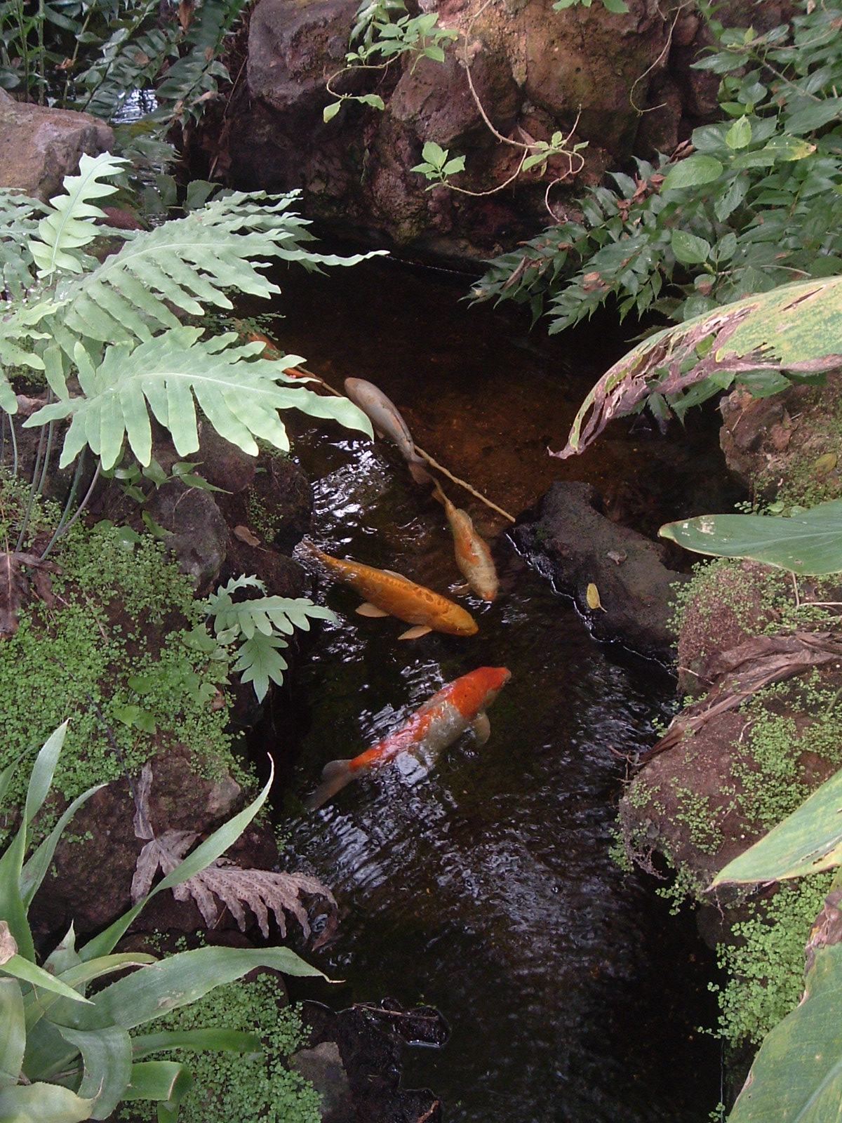 Fish in greenhouse, Artis Zoo, Jan 2006