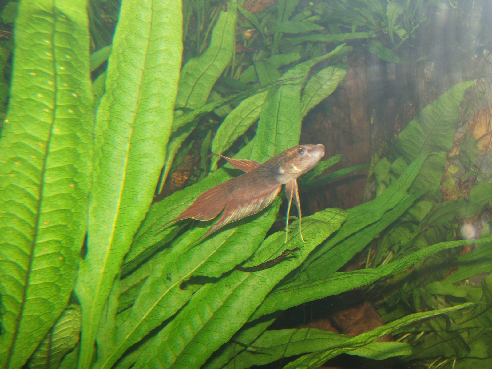 Fish in Monsoon Forest,not labelled so no id