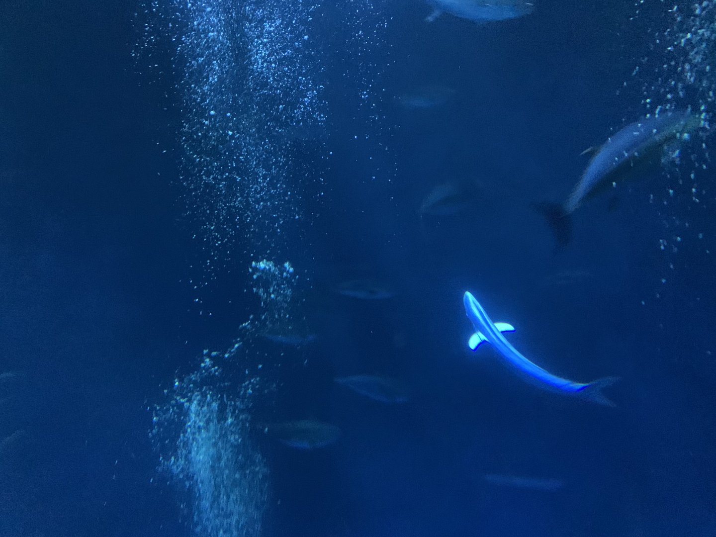 Fish in Open Sea exhibit