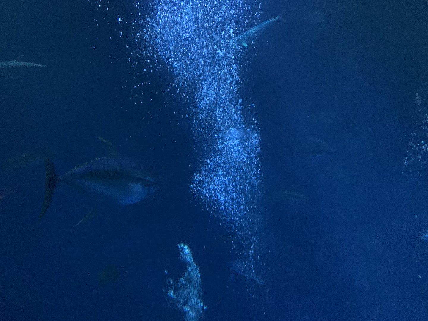 Fish in Open Sea exhibit