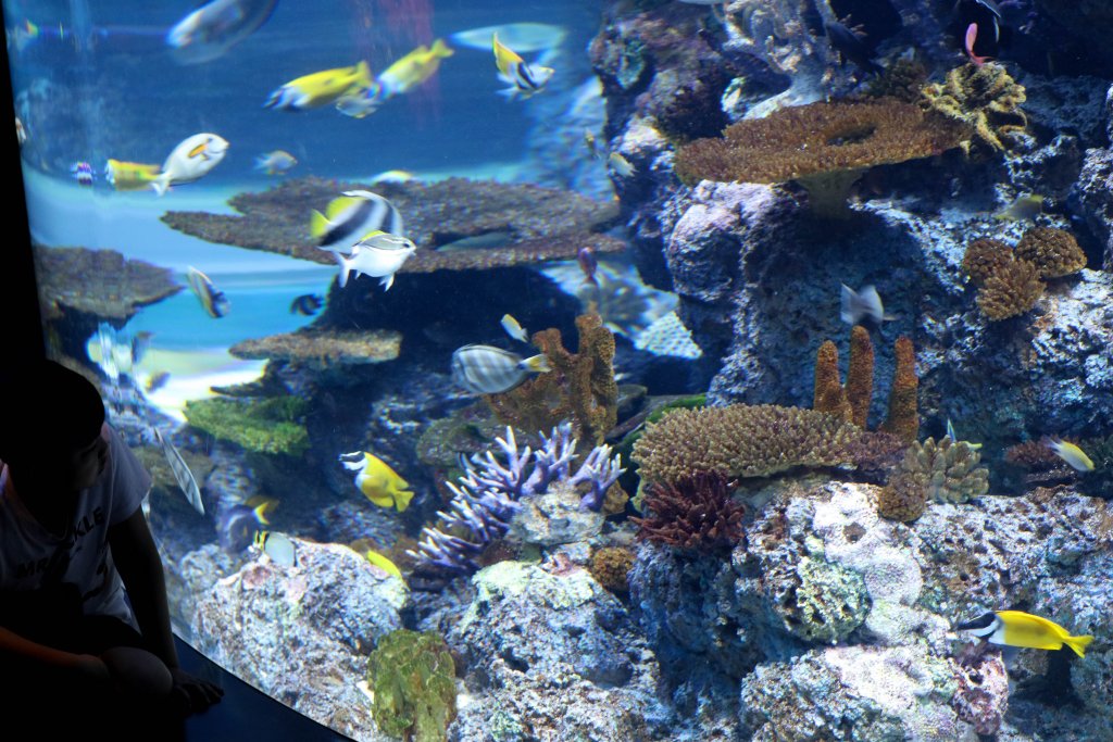 Fish in reef tank