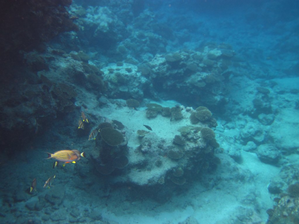 Fish in the Avatele Reef channel to the ocean