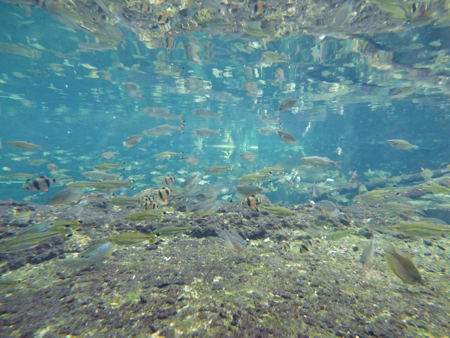 Fish in the Batagur tank